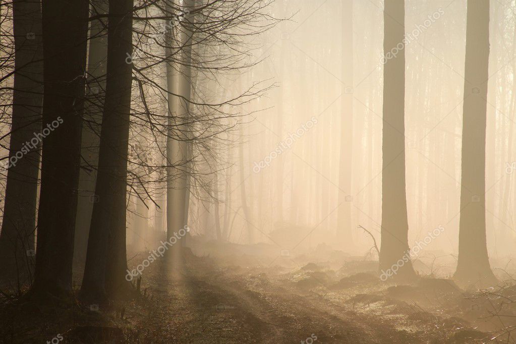 https://static4.depositphotos.com/1004866/285/i/950/depositphotos_2859759-stock-photo-forest-path-at-dawn.jpg